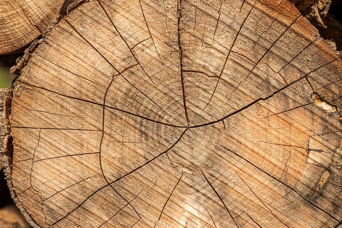 Top view of a cut tree stump on a sunny day
